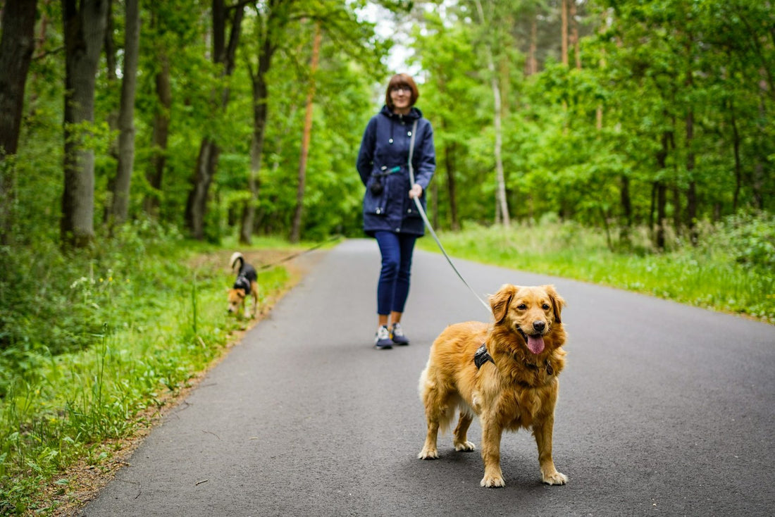 Older friends out walking their dogs